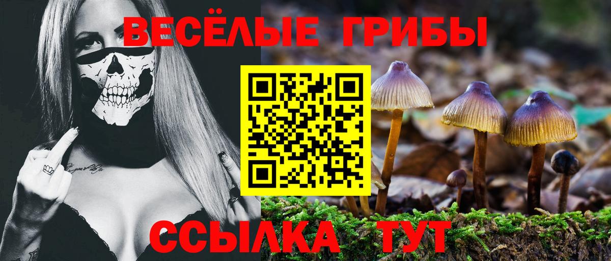 Псилоцибиновые грибы Psilocybe Магадан